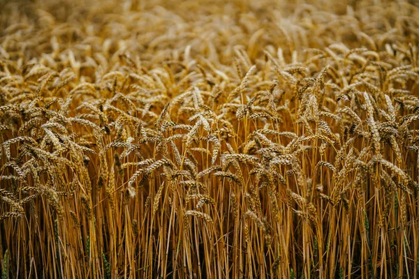 Pšeničné Pole Hokkaido — Stock fotografie