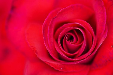 Bahçede kırmızı gül