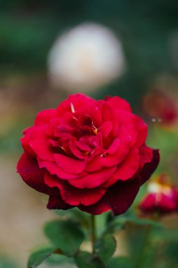 Bahçede kırmızı gül