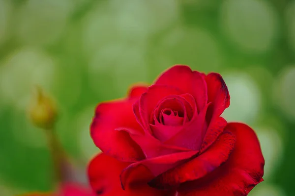 Red Rose Garden — Stock Photo, Image