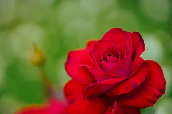 Red Rose Garden — Stock Photo, Image
