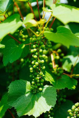 bahçede beyaz üzüm