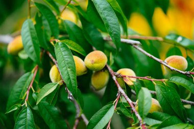 yaz aylarında erik ağacı