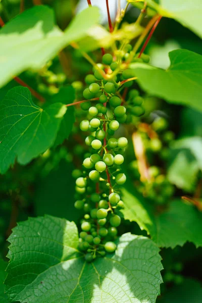 Raisin Blanc Dans Jardin — Photo