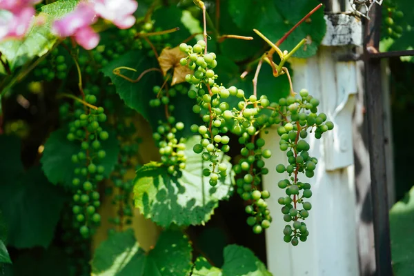 White Grape Garden — Stock Photo, Image