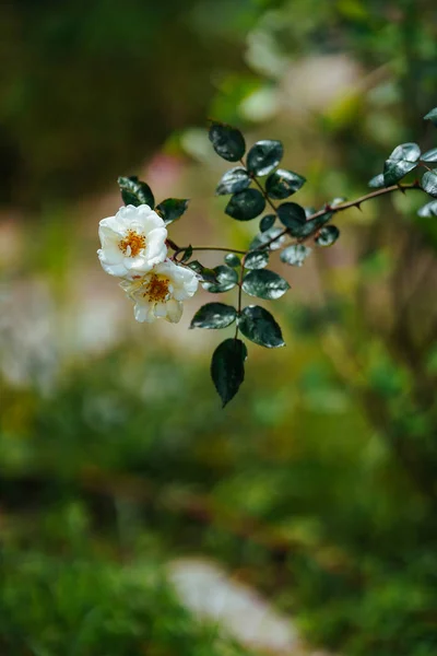 夏天的玫瑰园 — 图库照片