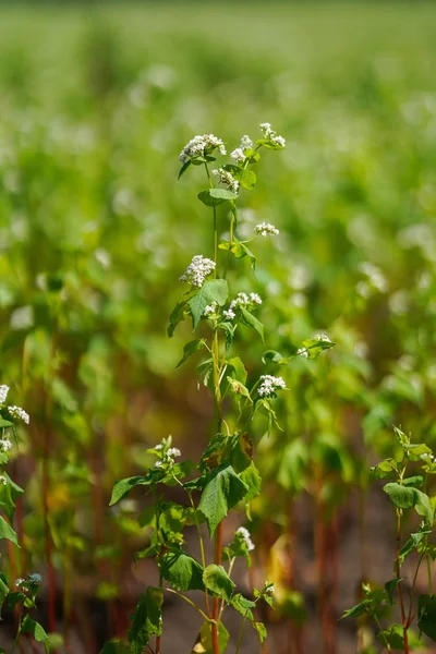 Campo Fagópiro Hokkaido — Fotografia de Stock