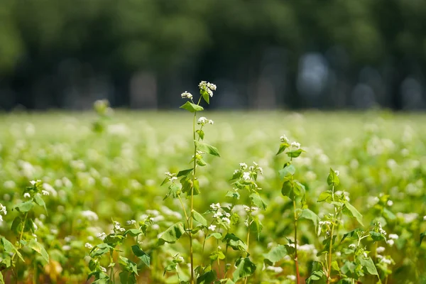 Campo Fagópiro Hokkaido — Fotografia de Stock