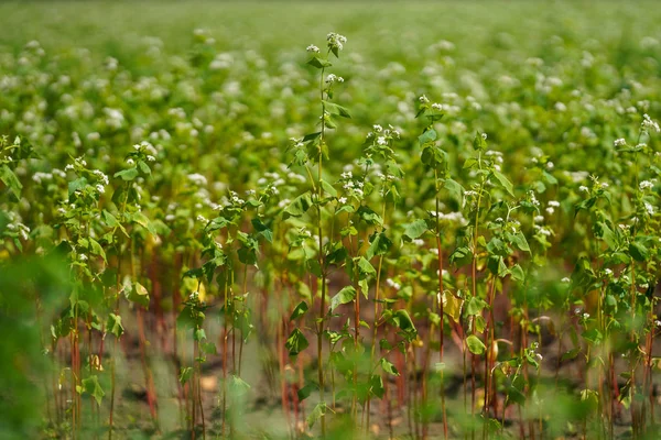 Campo Fagópiro Hokkaido — Fotografia de Stock