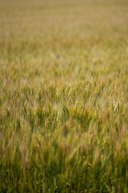 hokkaido buğday alanında