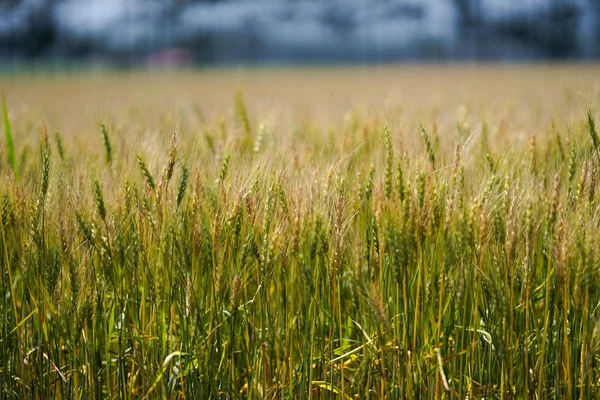 Vetefält Hokkaido — Stockfoto