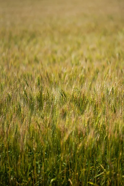 Campo Trigo Hokkaido — Fotografia de Stock