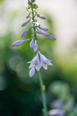 hokkaido içinde hosta rektifolia