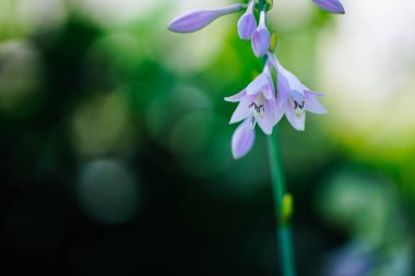 hokkaido içinde hosta rektifolia