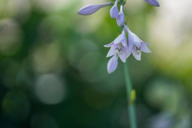 hokkaido içinde hosta rektifolia