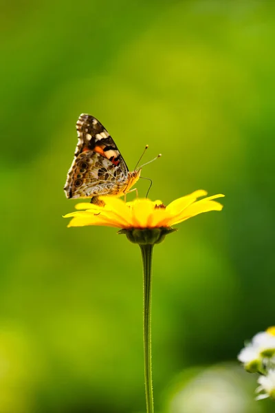 Elteja Borboleta Chupar Nactar — Fotografia de Stock