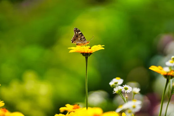 Elteja Borboleta Chupar Nactar — Fotografia de Stock