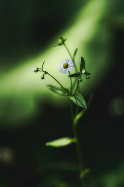 Annual Fleabane Nature — Stock Photo, Image