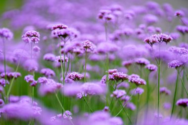 Yaz bahçesinde Verbena bonariensis