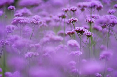 Yaz bahçesinde Verbena bonariensis