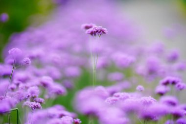Yaz bahçesinde Verbena bonariensis