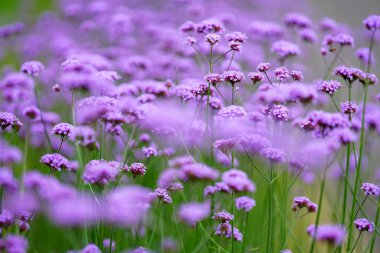 Yaz bahçesinde Verbena bonariensis