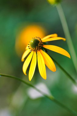 Rudbeckia laciniata hokkaido içinde