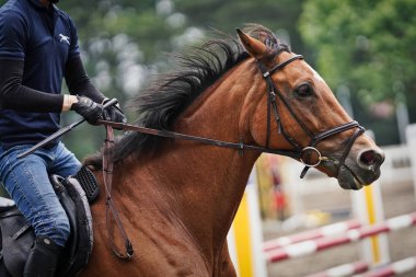 hokkaido istikrarlı binicilik