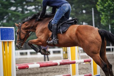 hokkaido istikrarlı binicilik