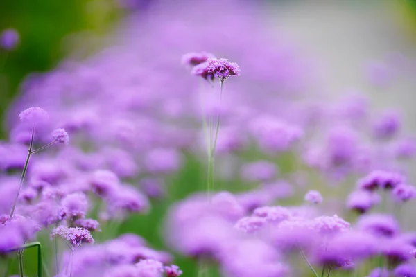 Verbena Bonariensis Summer Garden — Stock Photo, Image