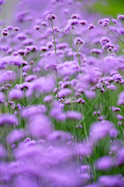 Verbena Bonariensis Jardín Verano — Foto de Stock