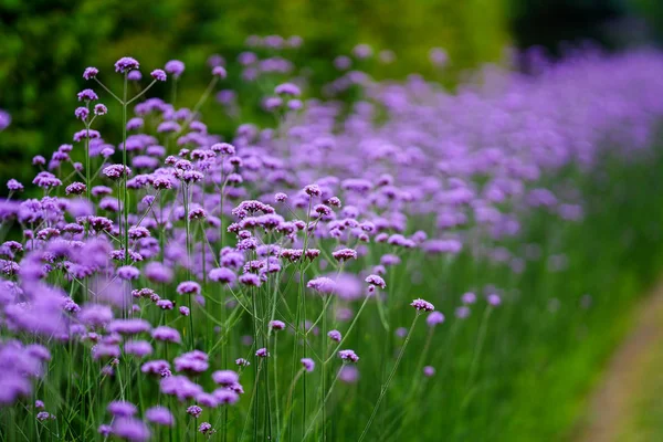 Verbena Bonariensis Summer Garden — Stock Photo, Image