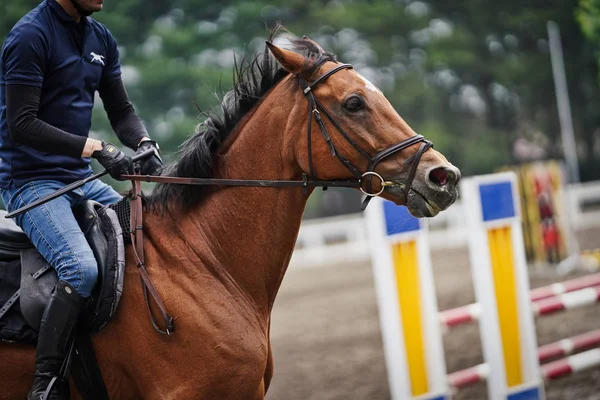 Equestre Hokkaido Estável — Fotografia de Stock