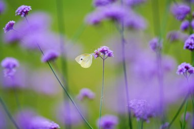 verbena bahçede kelebek
