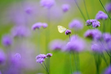 verbena bahçede kelebek