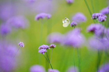 verbena bahçede kelebek