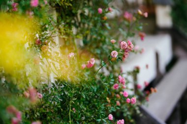 Bahçedeki pembe gül