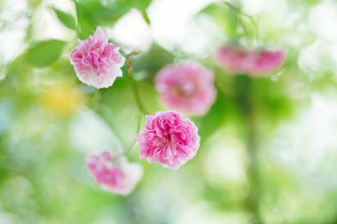 Bahçedeki pembe gül