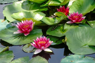 japonya'da lotus çiçek