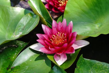 japonya'da lotus çiçek