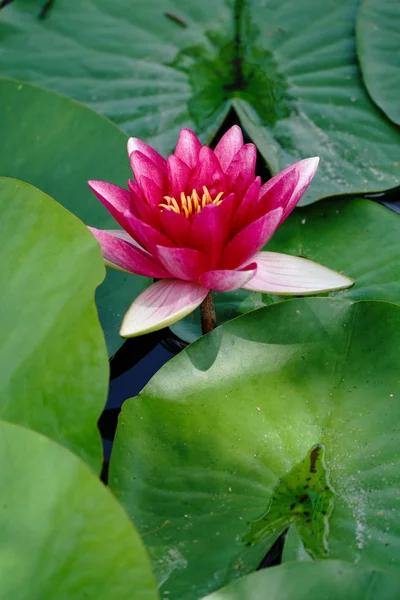 Fleur Lotus Japon — Photo