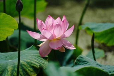 japonya'da lotus çiçek