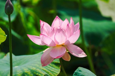 japonya'da lotus çiçek