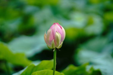 japonya'da lotus çiçek
