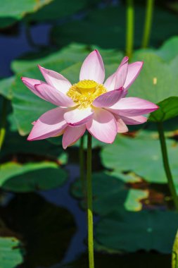 japonya'da lotus çiçek