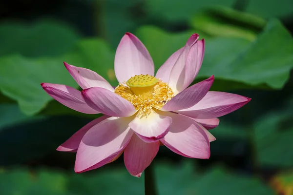 Fleur Lotus Japon — Photo