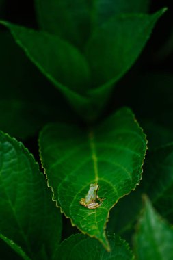 Tarih yaprak yeşil ağaç kurbağası