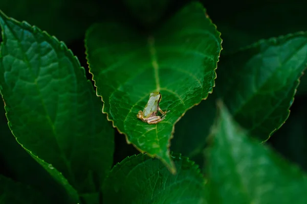 Grenouille Sur Feuille Verte — Photo