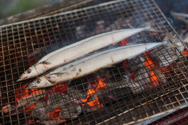 japonya'da uskumru saury pike