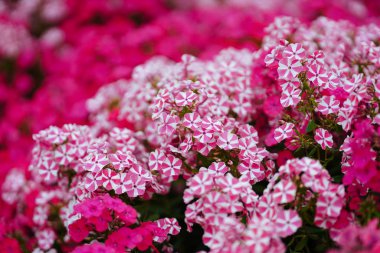 yaz bahçesinde phlox